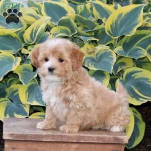 Handsome, Maltipoo Puppy